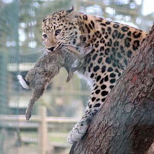 Things didn't end well for Buggs. That's All Folks !