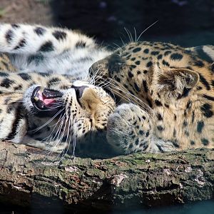 I guess that's what you call a cat fight