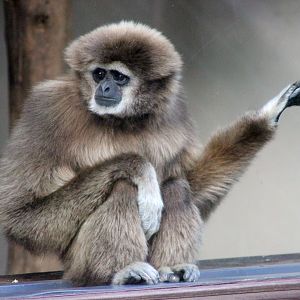 This Gibbon has got his air guitar impression perfected