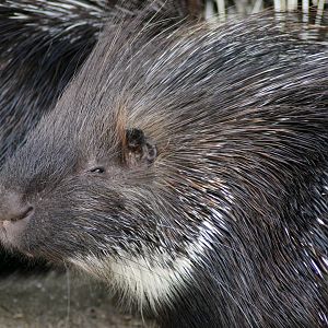 We asked 100 contestants to name a word beginning with Pork. Cupine ..... If you know you know