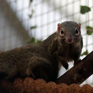 Tree Shrew