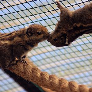 All you need is love. Taniops