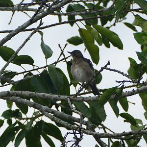 Floodplain thrush