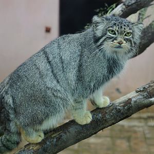 Pallas's cat