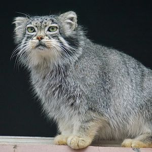 Pallas's cat