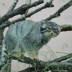 Pallas's cat