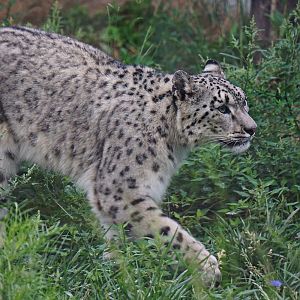 Snow leopard