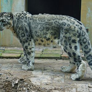 Snow leopard