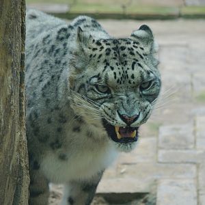 Snow leopard