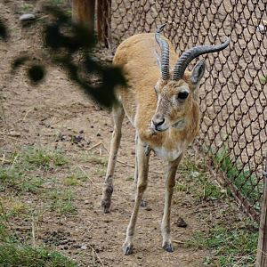 Przewalski's gazelle