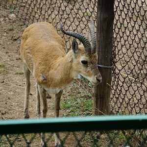 Przewalski's gazelle