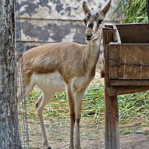 Yarkand gazelle (Gazella (subgutturosa) yarkandensis)