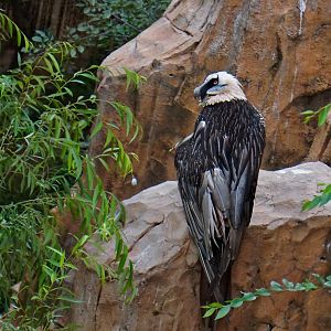 Bearded vulture