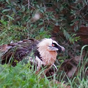 Bearded vulture