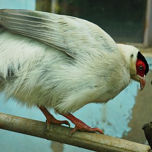 White eared pheasant