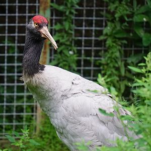 Black-necked crane