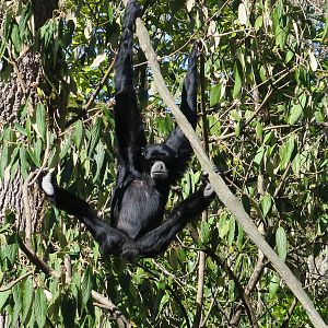 Siamang