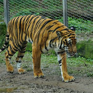 South china tiger