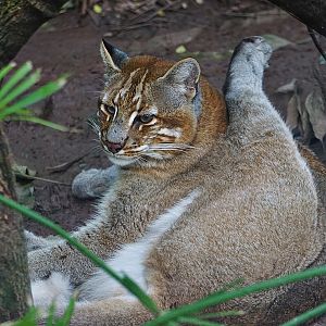 Asian golden cat