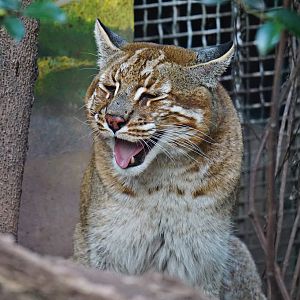 Golden cat's smile