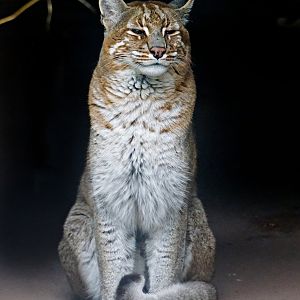 Asian golden cat