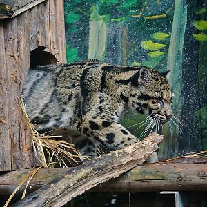 Clouded leopard