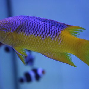 Spanish hogfish - Bodianus rufus