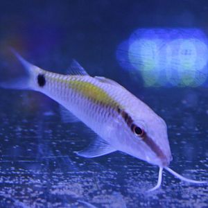Dot-and-dash goatfish - Papupeneus barberinus