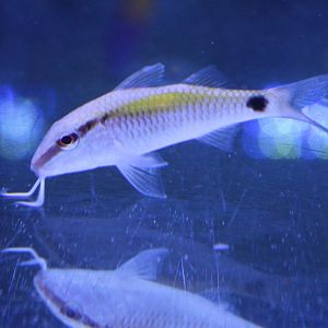 Dot-and-dash goatfish - Papupeneus barberinus