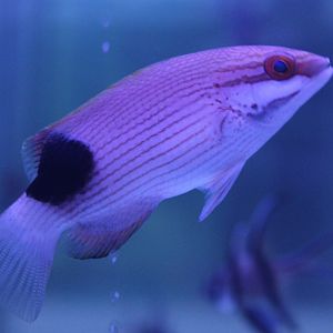 Saddle-back hogfish - Bodianus bilunulatus