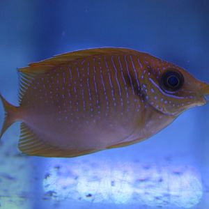 Rabbitfish - Siganus ID