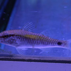 Dot-and-dash goatfish - Papupeneus barberinus