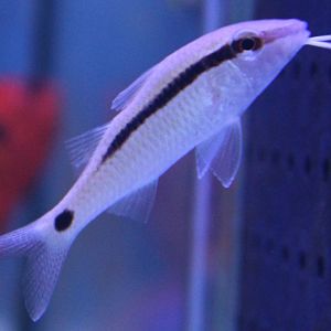 Dot-and-dash goatfish - Papupeneus barberinus