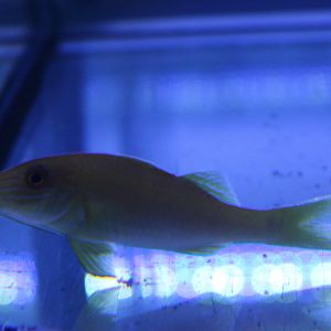 Gold-saddle goatfish - Papupeneus cyclostomus