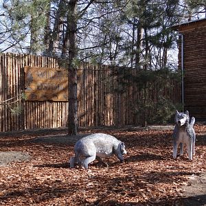 At new wolf enclosure