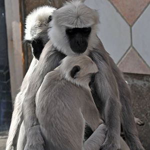 Hanuman Langur