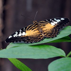 Brown clipper butterfly