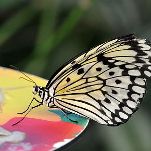 Large tree nymph butterfly