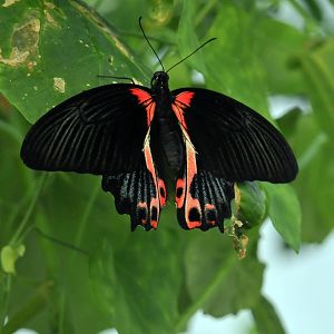Scarlet mormon butterfly
