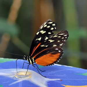 Tiger longwing butterfly