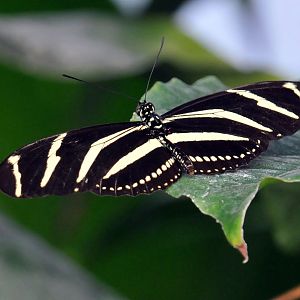 Zebra longwing butterfly