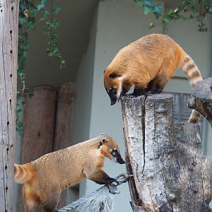 Ring-tailed coatis (Nasua nasua), Feb 27th, 2019