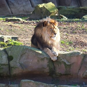 African lion (Panthera leo) Nestor (Feb 27th, 2019)