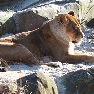 African lioness (Panthera leo) Caitlin (Feb 27th, 2019)