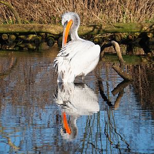 Dalmatian pelican (Pelecanus crispus), Feb 27th, 2019