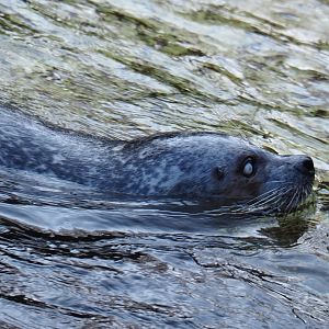 Eastern Atlantic harbor seal (Phoca vitulina vitulina), Feb 27th, 2019