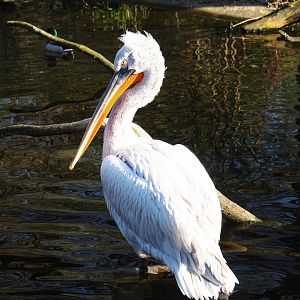 Dalmatian pelican (Pelecanus crispus), Feb 27th, 2019