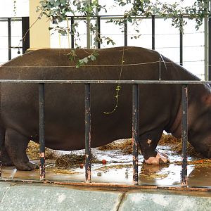 Hippopotamus amphibius feeding on land (Feb 27th, 2019)