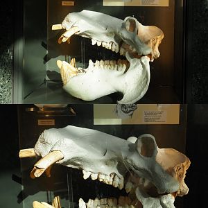 Hippopotamus skulls display in the hippopotamus house (Feb 27th, 2019)