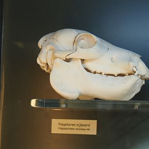 Newborn hippopotamus skull (Feb 27th, 2019)